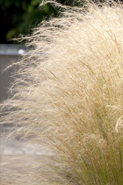 Stipa tenuissima 'Ponytails'