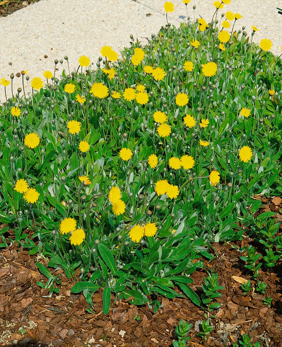 Hieracium pilosella