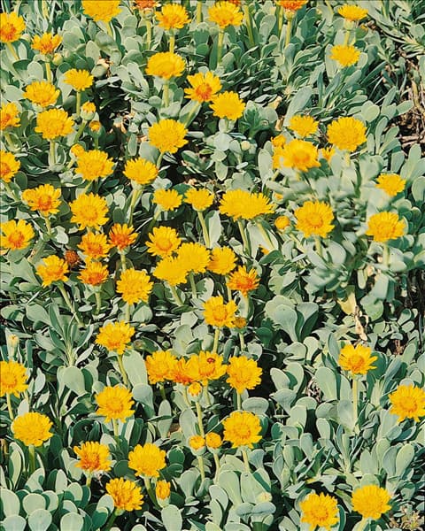 Hieracium pilosella