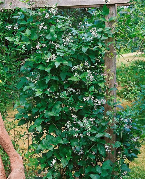 CLEMATIS X JOUINIANA PRAECOX