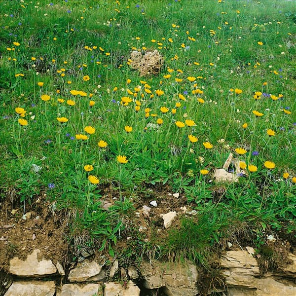 Hieracium pilosella