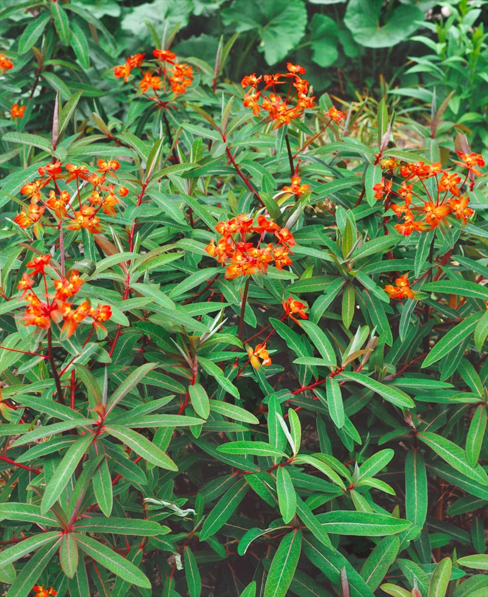 EUPHORBIA FORESCATE