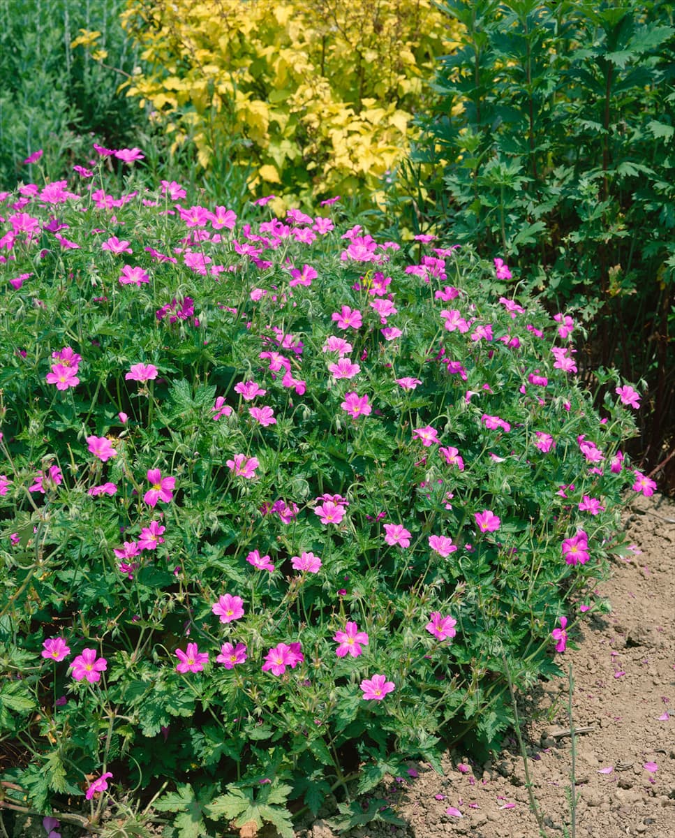 Geranium x oxonianum Rosenlicht