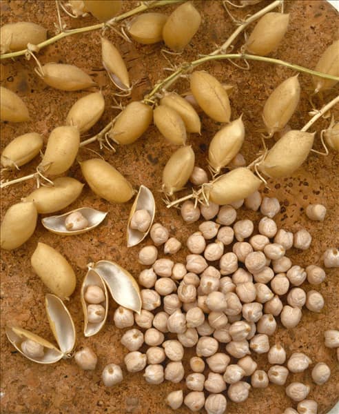 Cicer arietinum
