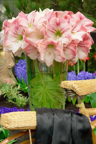 Hippeastrum Apple Blossom in Vase