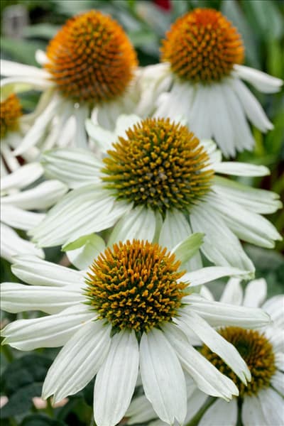 Echinacea purpurea PowWow White
