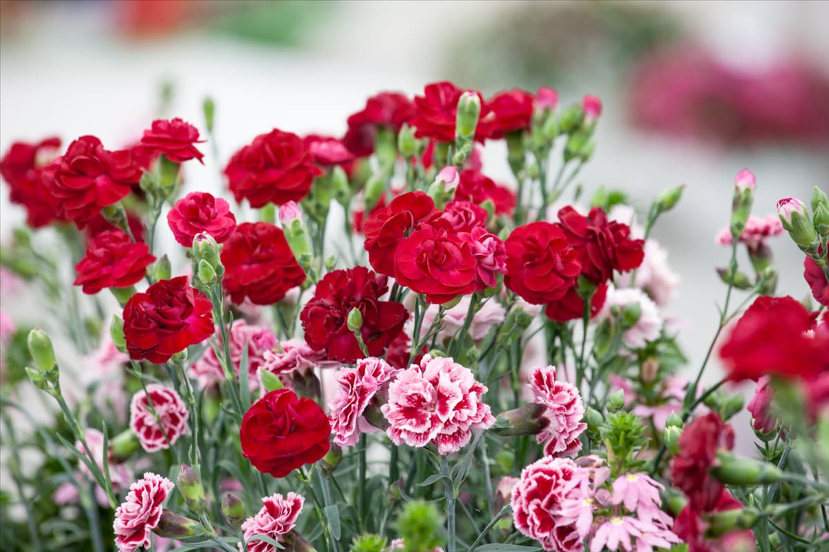 Dianthus Perfume Pinks ©