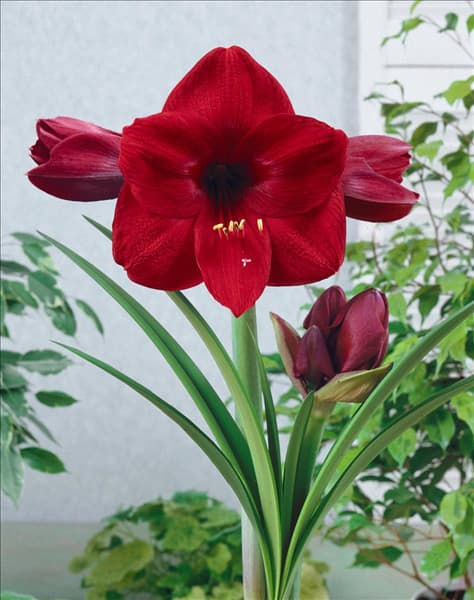Hippeastrum Benfica