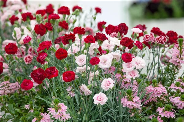 Dianthus Perfume Pinks ©