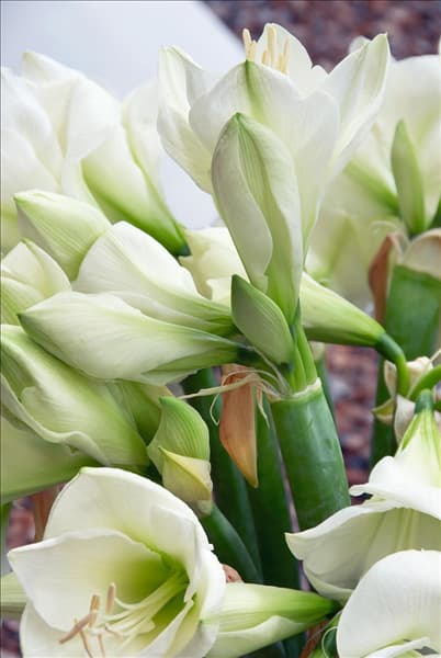 Hippeastrum weiss