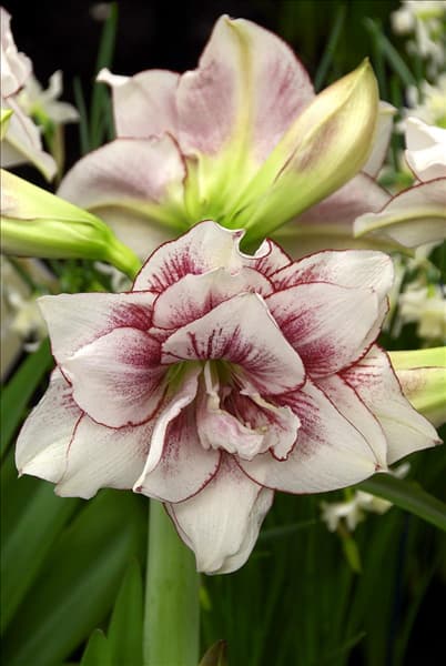 Amaryllis Elvas