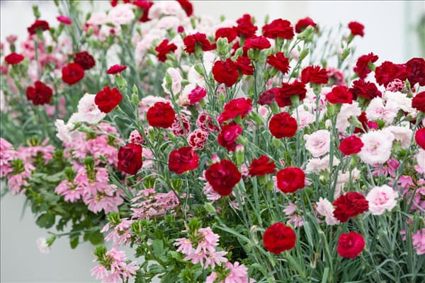 Dianthus Perfume Pinks ©