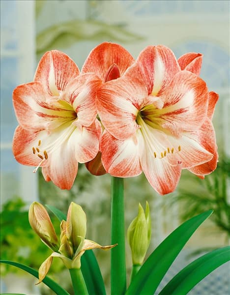 Amaryllis Flower Record