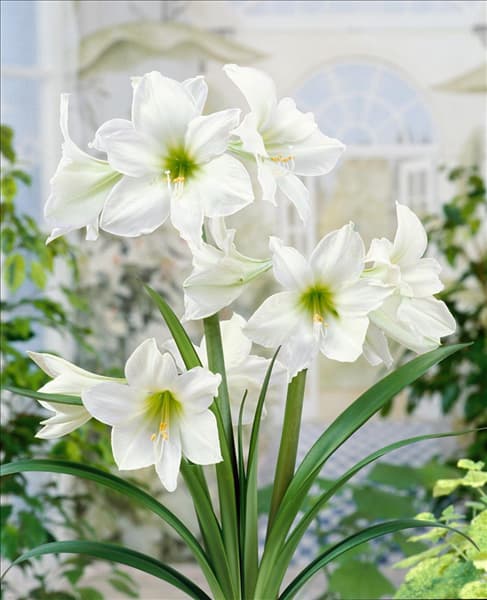 Amaryllis Green Goddess