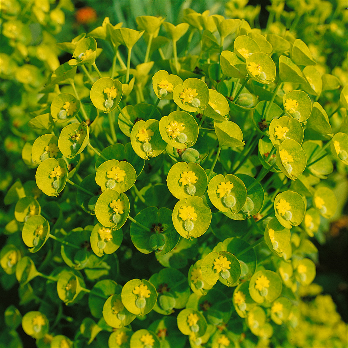 EUPHORBIA CHARACIAS SSP. WULFENII