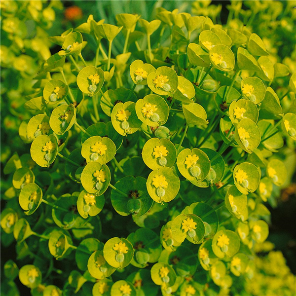 EUPHORBIA CHARACIAS SSP. WULFENII
