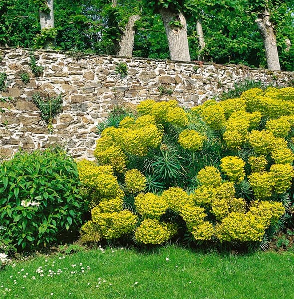 EUPHORBIA CHARACIAS VARIEGATUS WULFENII