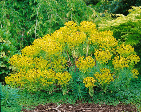 EUPHORBIA CHARACIAS WULFENII