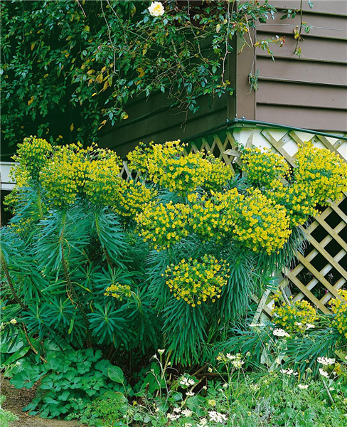 EUPHORBIA CHARACIAS SSP. WULFENII