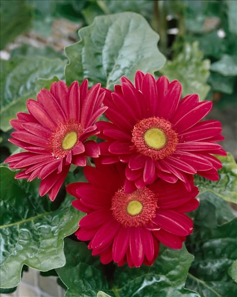 Gerbera Garvinea ® Fleurie