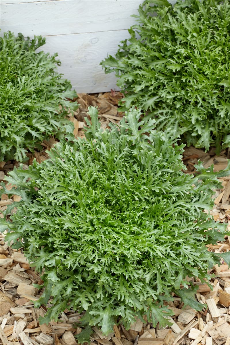 Cichorium endivia var. crispum Lorie