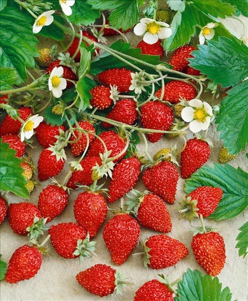 Fragaria vesca 'Hummi® Waldfee'