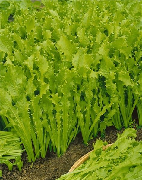 Endiviensalat / Cichorium endivia
