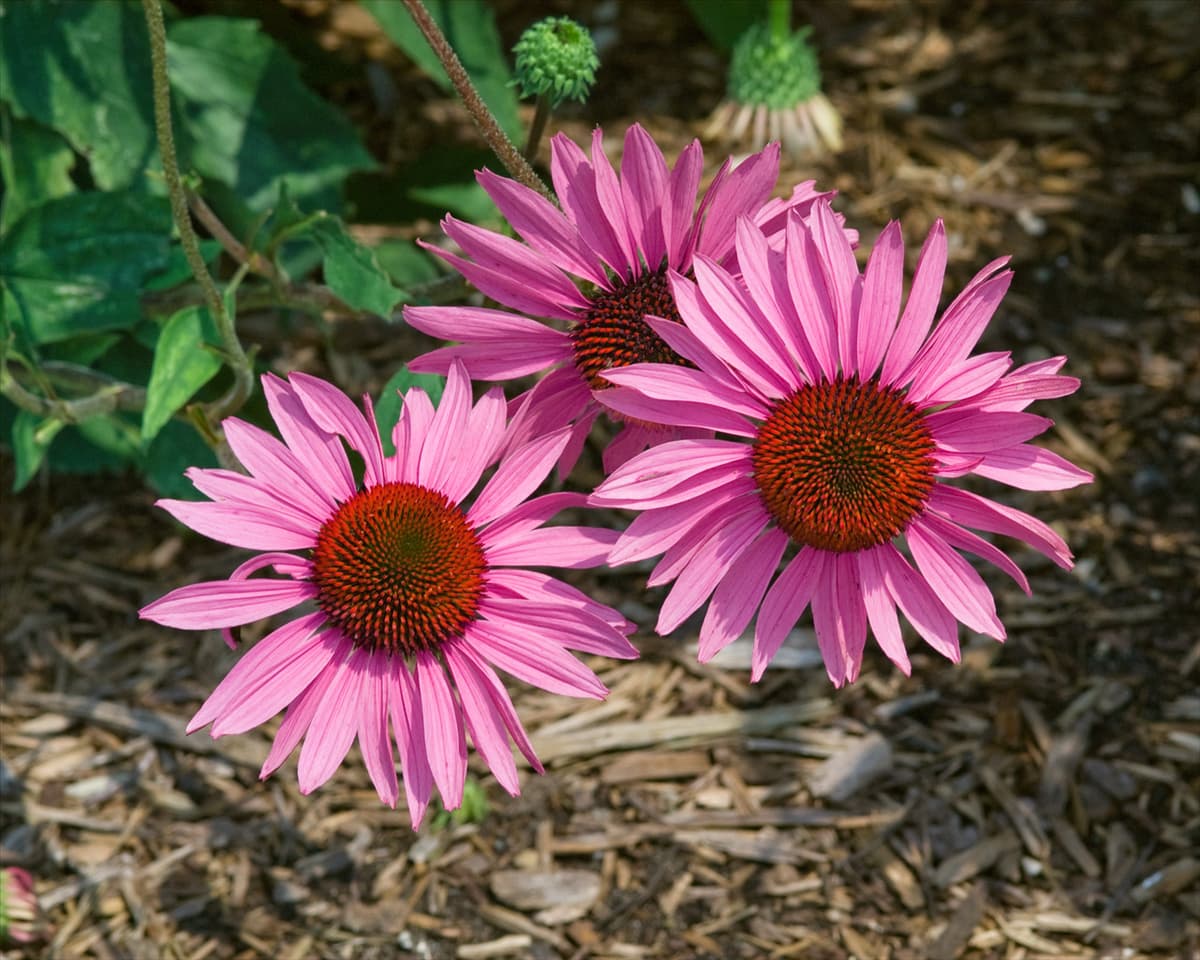 Echinacea purpurea Prairie Splendor