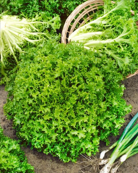 Cichorium endivia Stomie