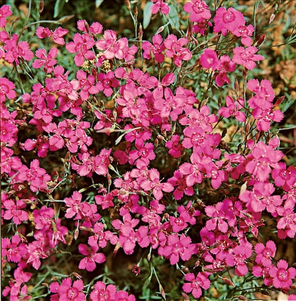 DIANTHUS DELTOIDES