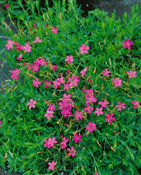 DIANTHUS DELTOIDES SHRIMP