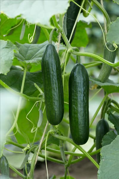 Cucumis sativus