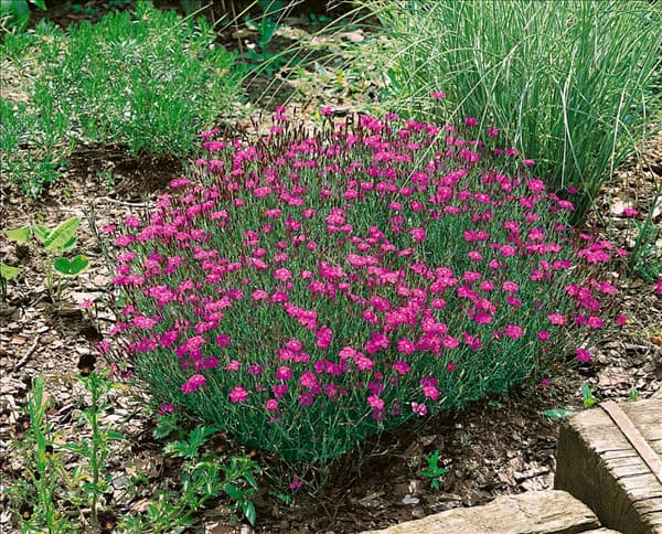 Dianthus deltoides