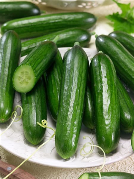 Cucumis sativus Twenty F1