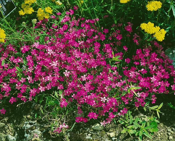 DIANTHUS DELTOIDES ROSEA