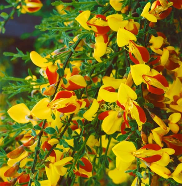 Cytisus scoparius 'Firefly'