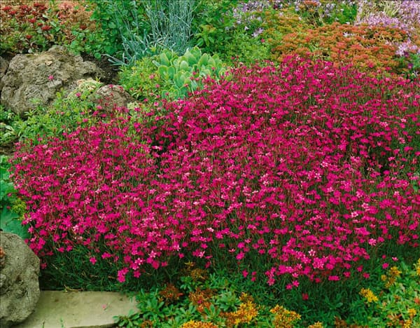 DIANTHUS DELTOIDES