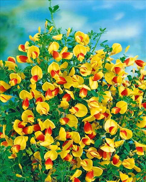 CYTISUS FIREFLY
