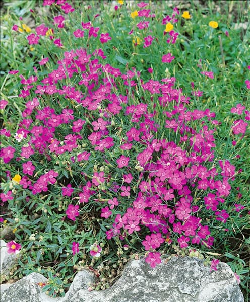 Dianthus deltoides
