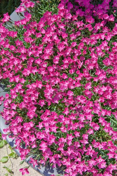 Dianthus deltoides