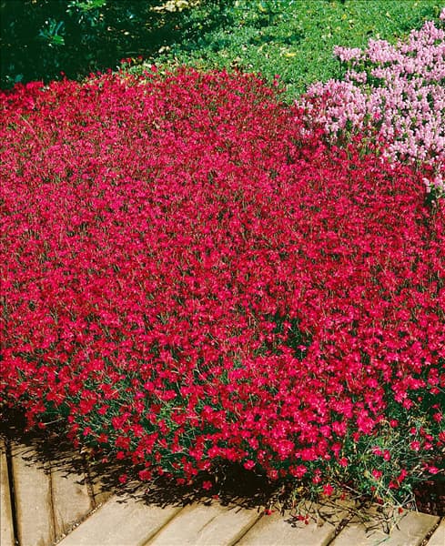 Dianthus deltoides Brilliant