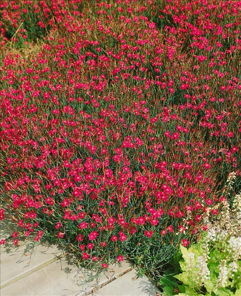 Dianthus deltoides Samos