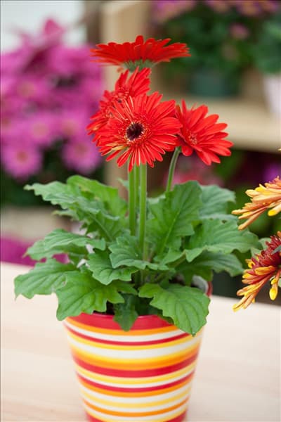 Gerbera jamesonii in Übertopf