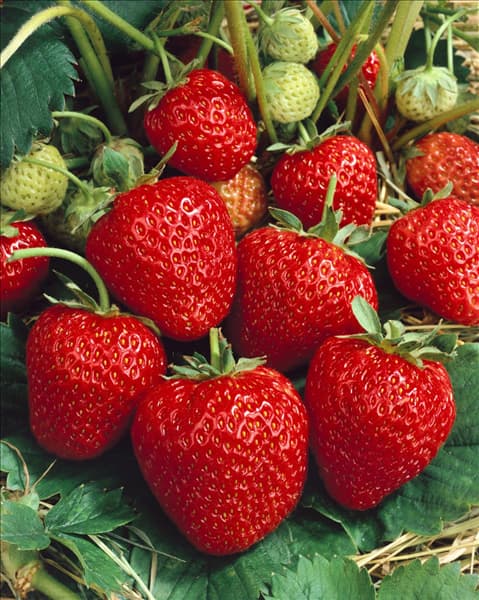 Fragaria vesca 'Korona'(s)