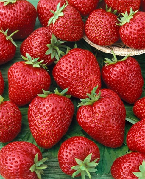 Fragaria x ananassa Korona