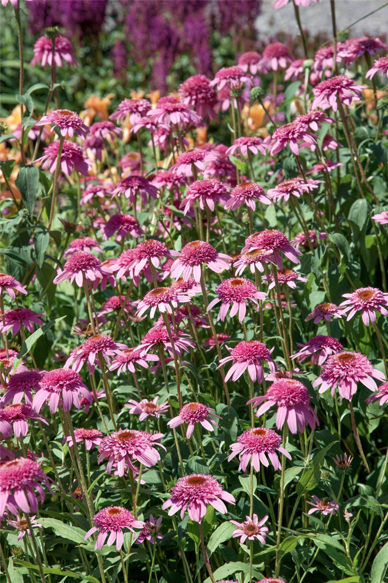 Echinacea purpurea Razzmatazz
