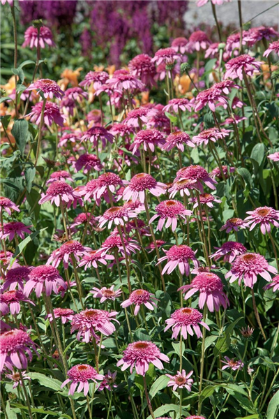 Echinacea purpurea Razzmatazz