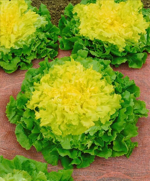 Cichorium endivia 'Gelber Escariol'