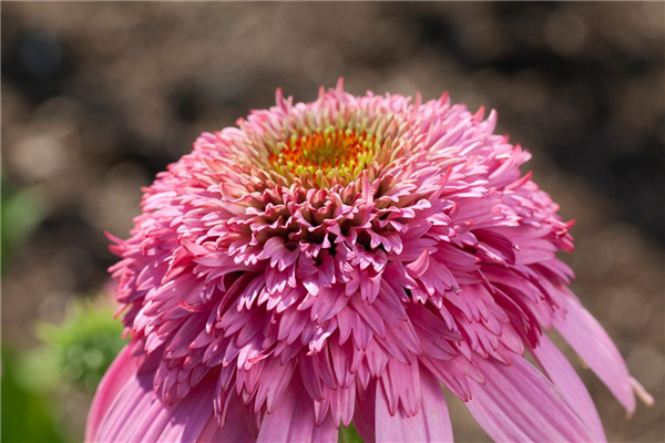 Echinacea purpurea Razzmatazz