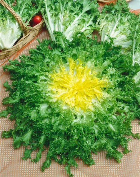 Endiviensalat FRISEE WALLONE